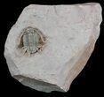 Top Quality Basseiarges Trilobite - Jorf, Morocco #46319-1